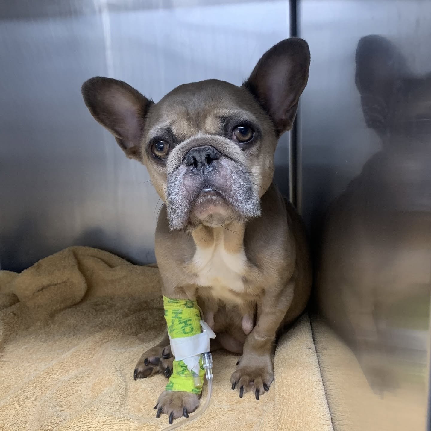 Luna, a French Bulldog, receiving emergency veterinary care